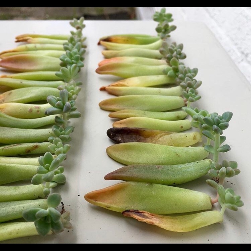Succulent Leaves Propagation